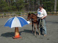 Jenni working with a foal