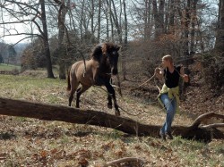 A yearling out on the trails