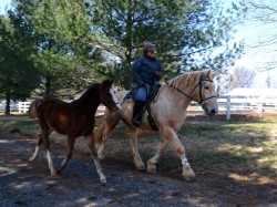 Ponying a client's weanling