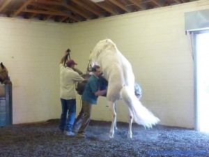 Saphiro being collected at ERC