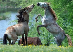 Two year old colts at play