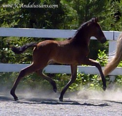 JC Victorino (Elena VII x Fandango del Sol)