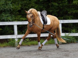 Vinha warms up before a ride