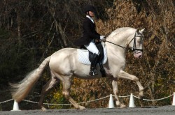 Saphiro - Cremello Lusitano Stallion