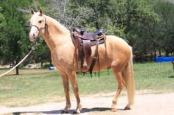 Rio with saddle