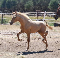 baby trot