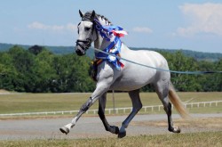 El Espíritu - PRE Stallion