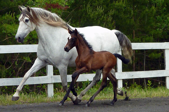 Elena VII | JC Andalusians